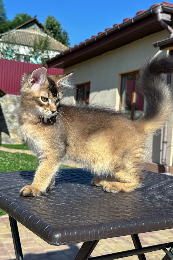 Imperial | Golden Maine Coon Kitten