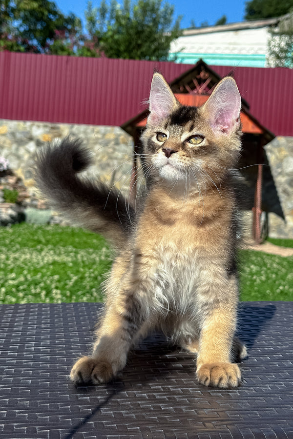 Imperial | Golden Maine Coon Kitten