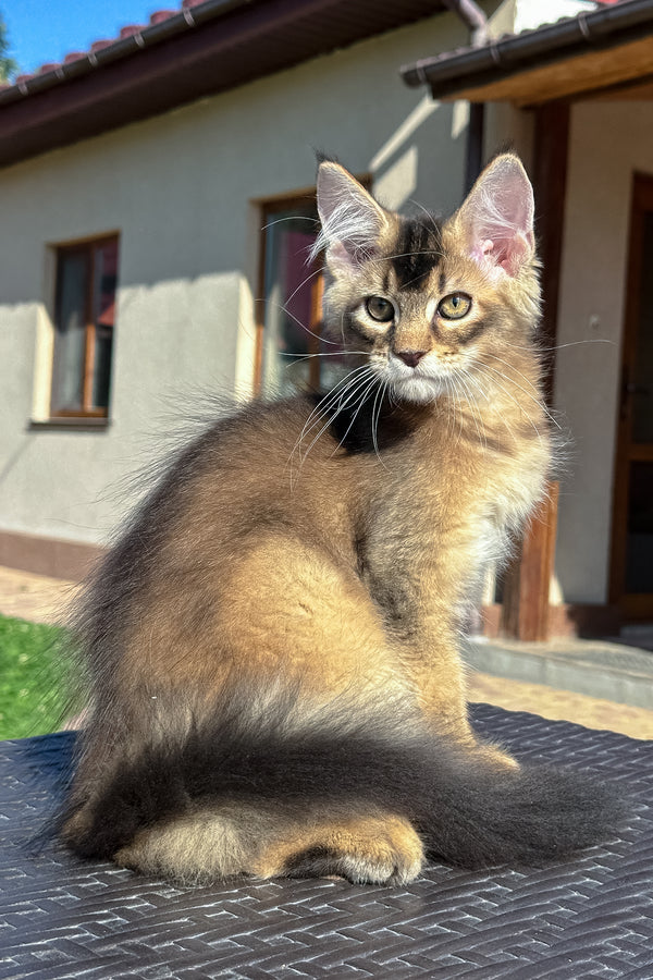 Imperial | Golden Maine Coon Kitten