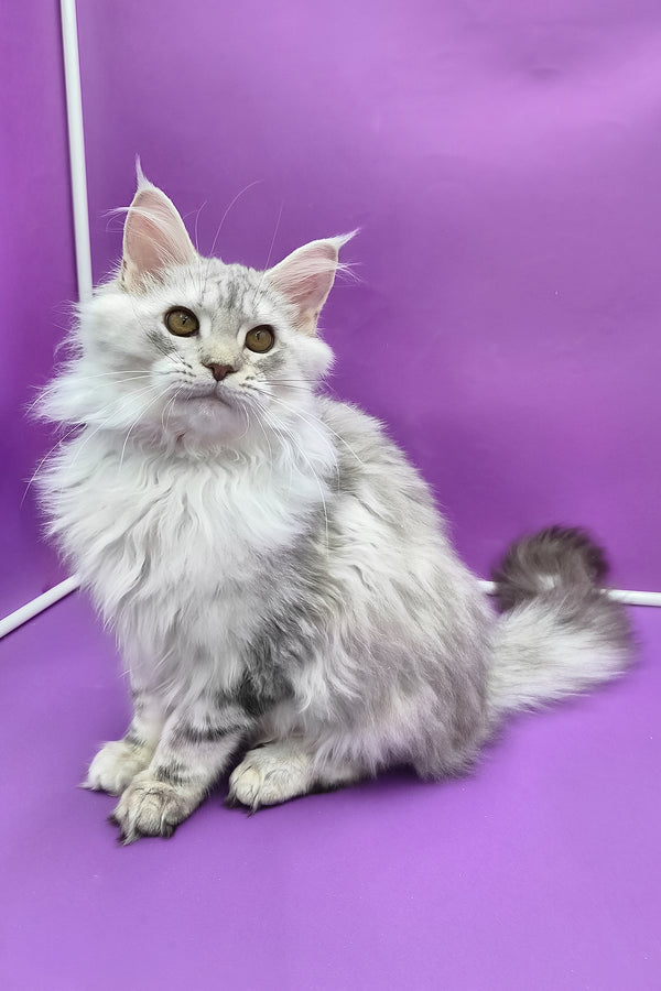 Indi | Maine Coon Kitten