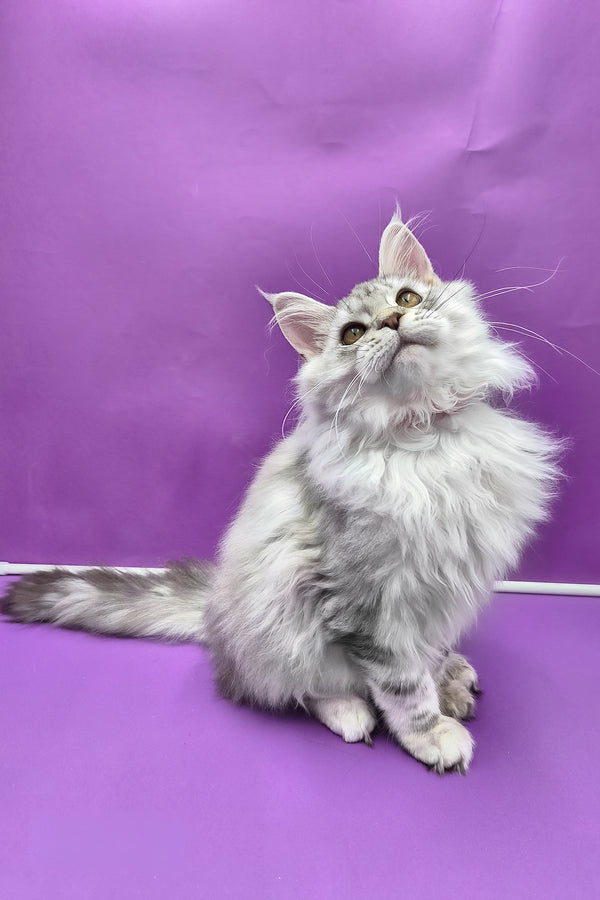 Indi | Maine Coon Kitten