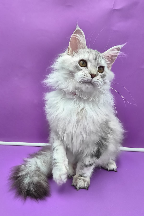 Indi | Maine Coon Kitten