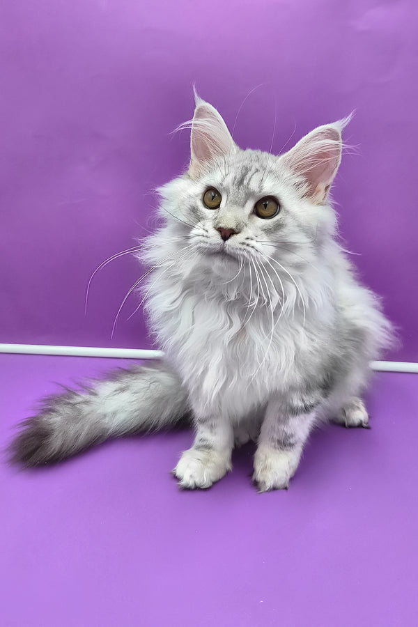 Indi | Maine Coon Kitten