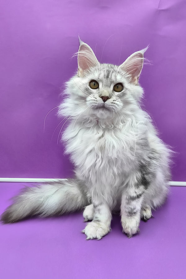 Indi | Maine Coon Kitten