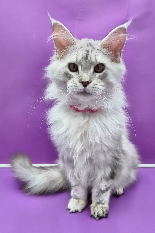 Indi | Maine Coon Kitten