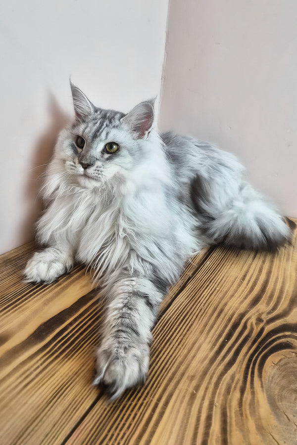 Indi | Maine Coon Kitten