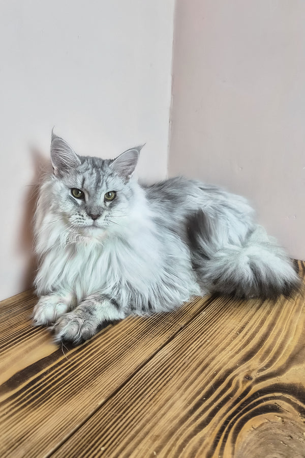 Indi | Maine Coon Kitten