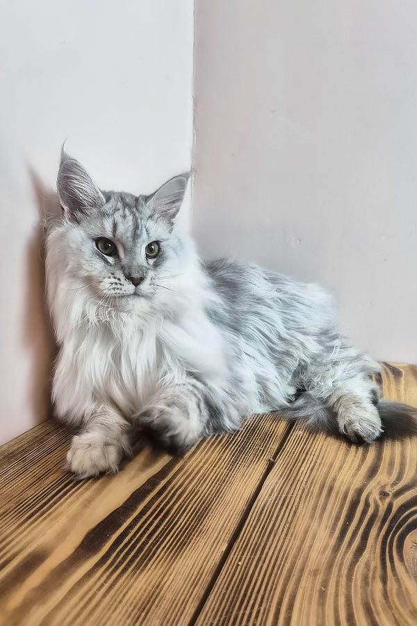 Indi | Maine Coon Kitten
