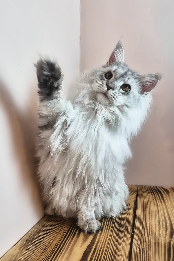 Indi | Maine Coon Kitten