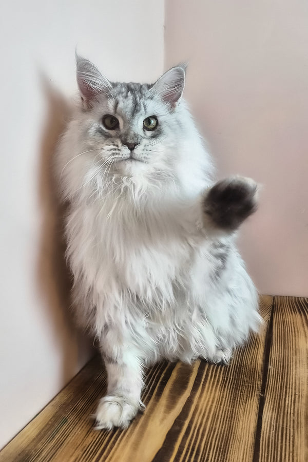 Indi | Maine Coon Kitten