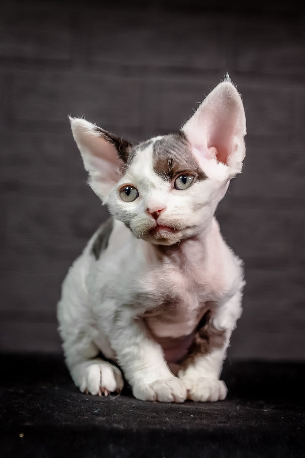 Inky | Devon Rex Kitten