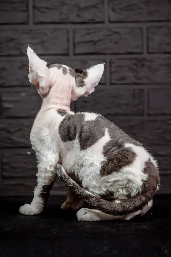 Inky | Devon Rex Kitten