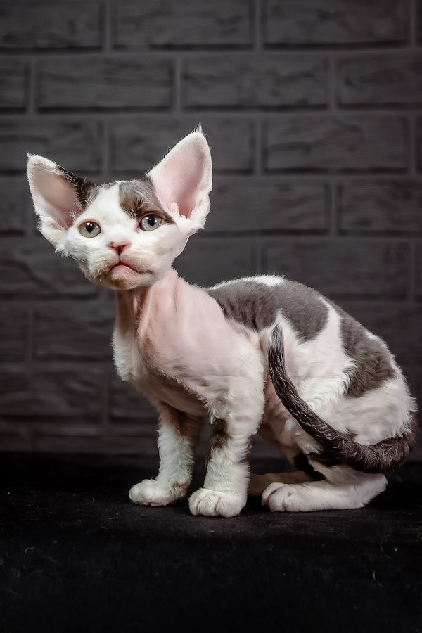 Inky | Devon Rex Kitten