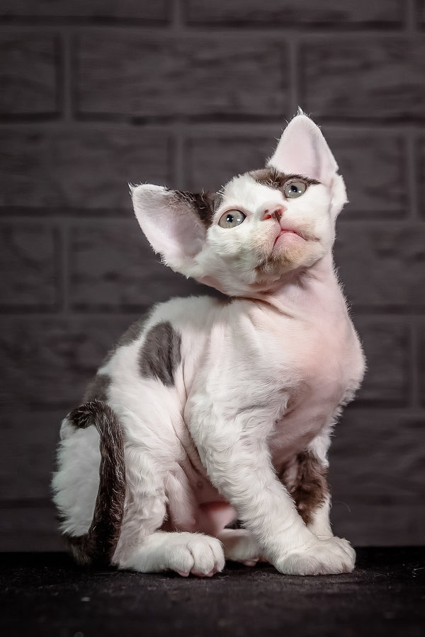 Inky | Devon Rex Kitten