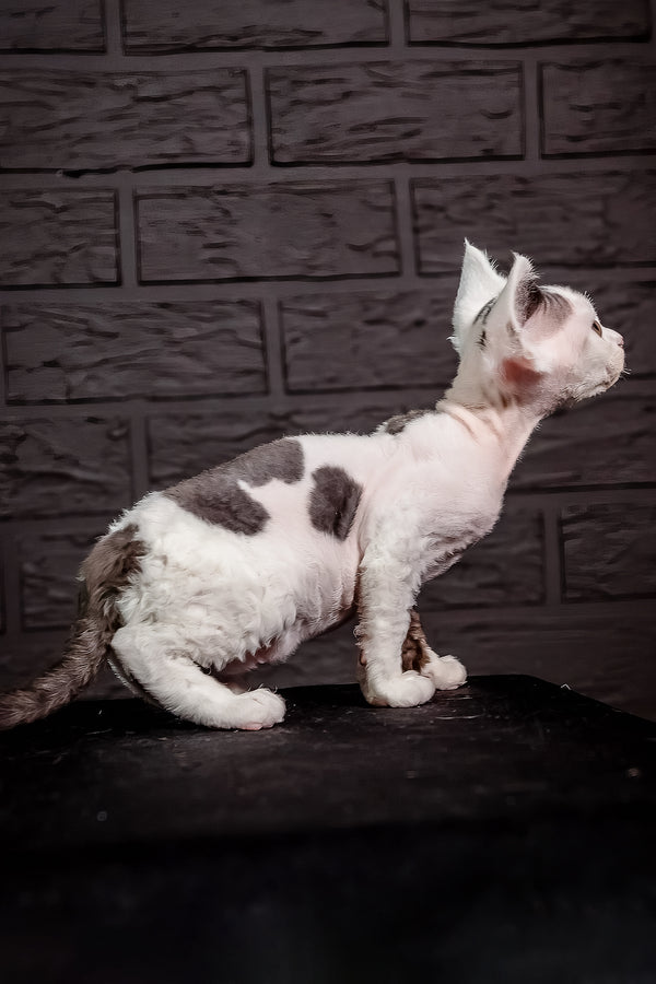 Inky | Devon Rex Kitten