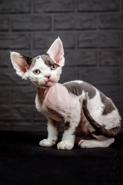 Inky | Devon Rex Kitten