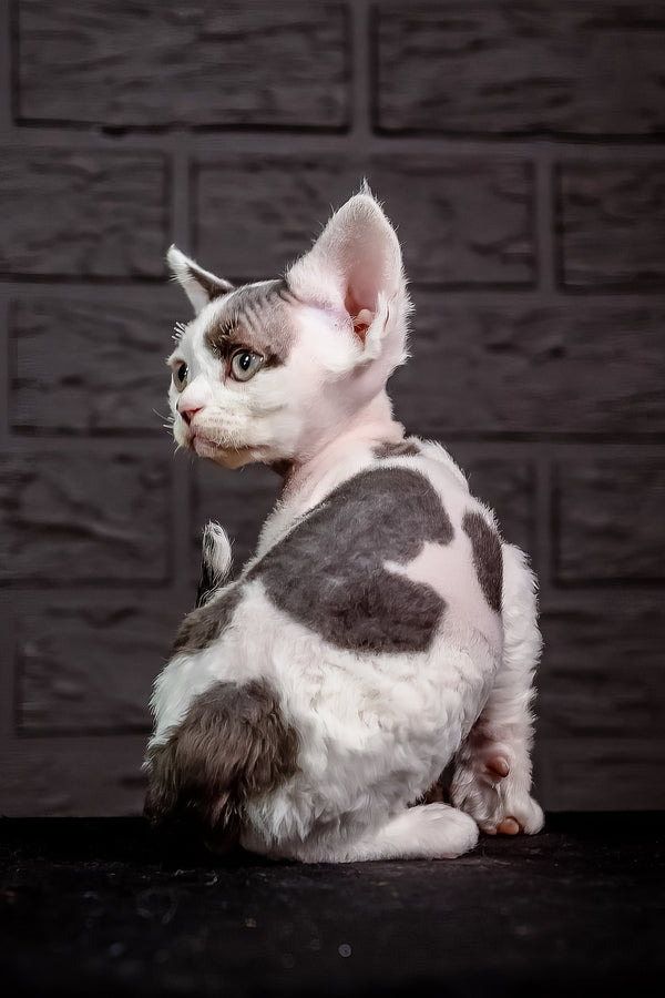 Inky | Devon Rex Kitten