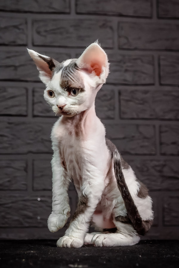 Inky | Devon Rex Kitten