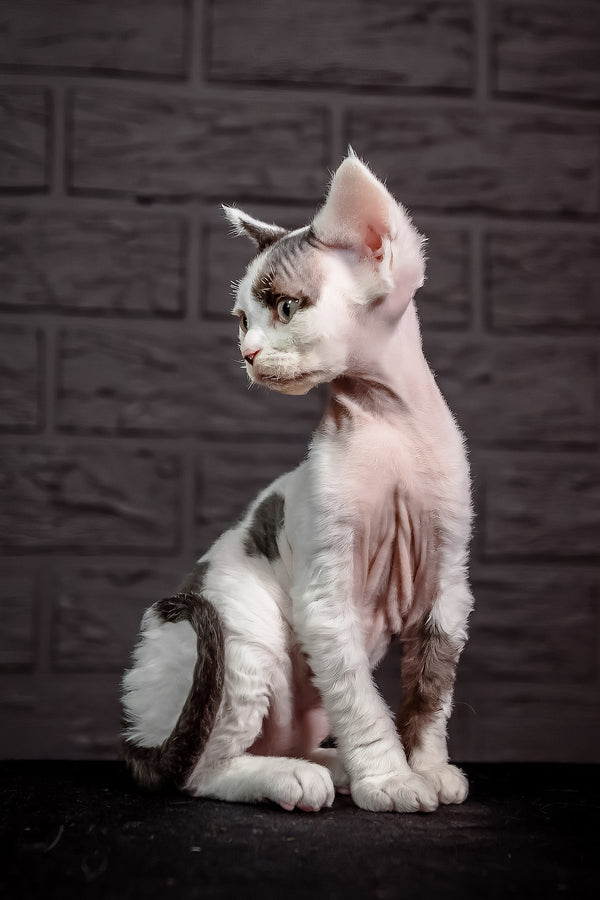 Inky | Devon Rex Kitten