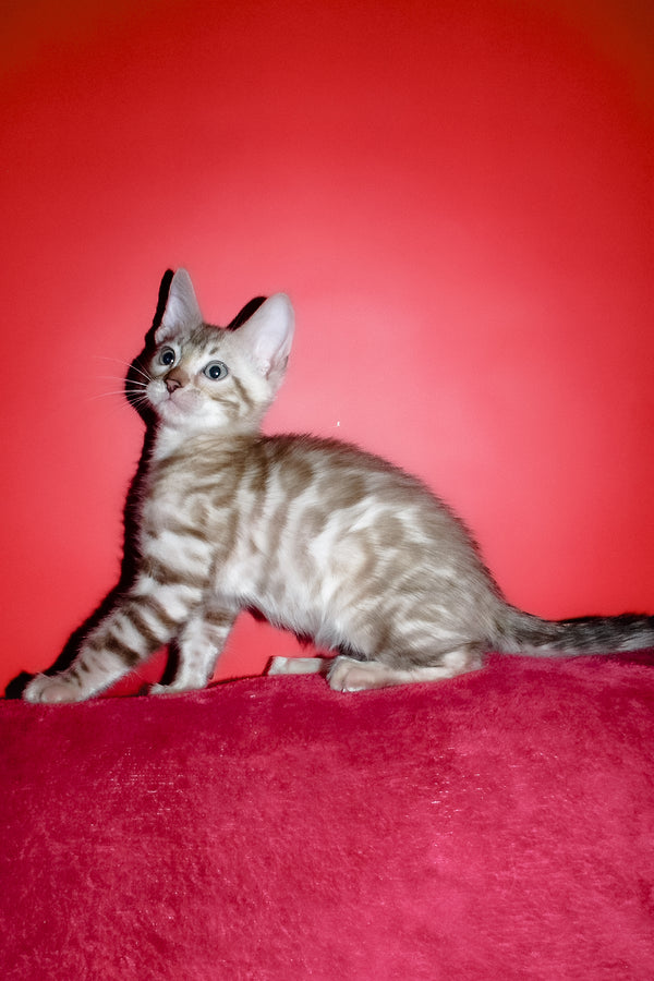 Irbis | Bengal Kitten
