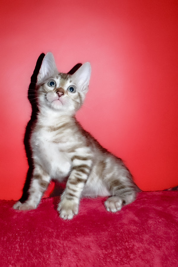 Irbis | Bengal Kitten
