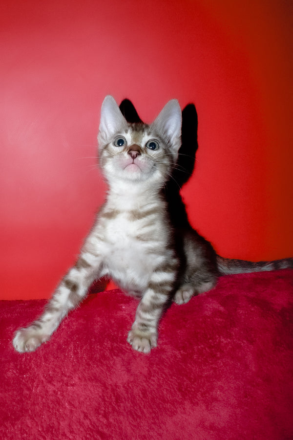 Irbis | Bengal Kitten