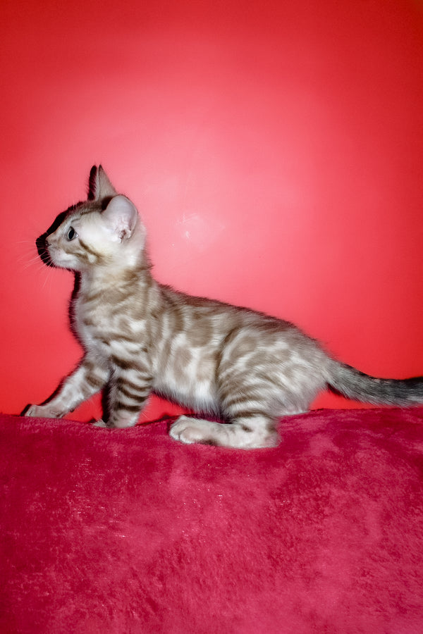 Irbis | Bengal Kitten