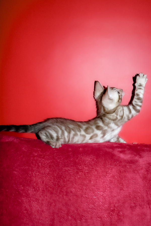 Irbis | Bengal Kitten