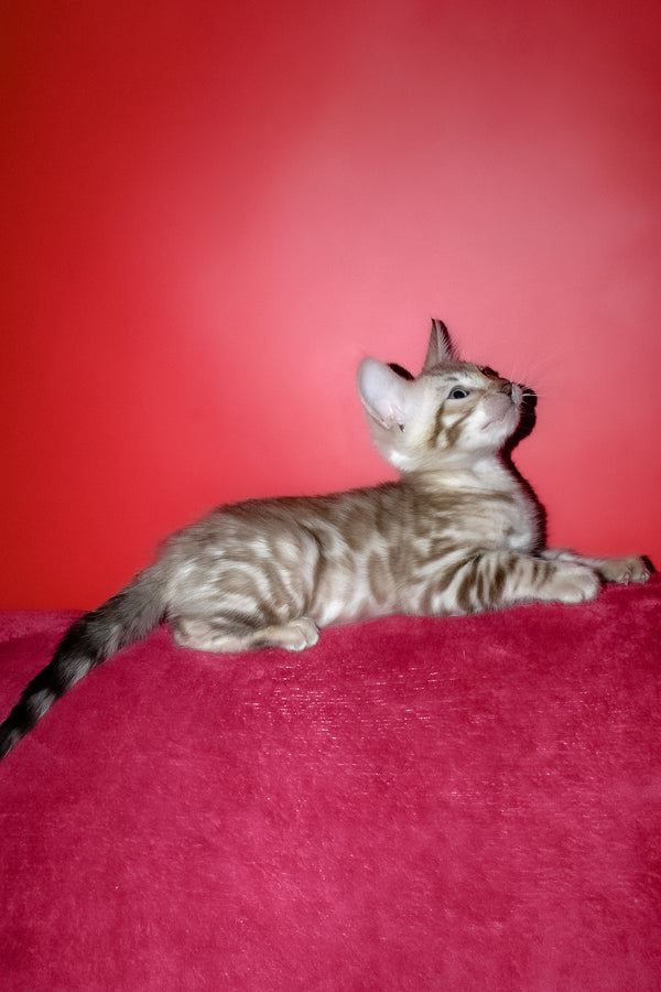 Irbis | Bengal Kitten