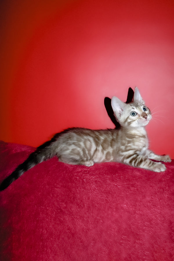 Irbis | Bengal Kitten