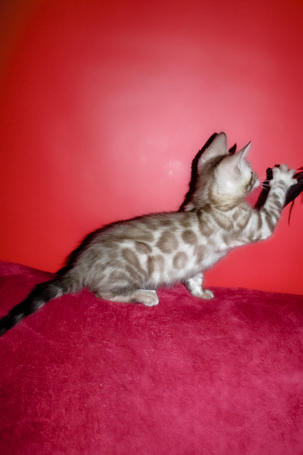 Irbis | Bengal Kitten