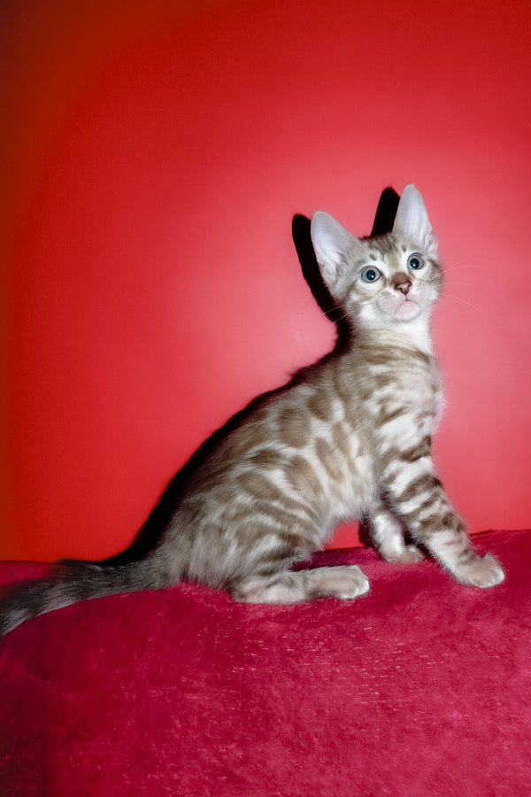 Irbis | Bengal Kitten