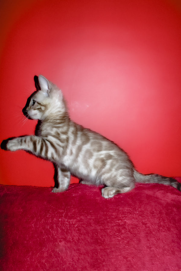 Irbis | Bengal Kitten