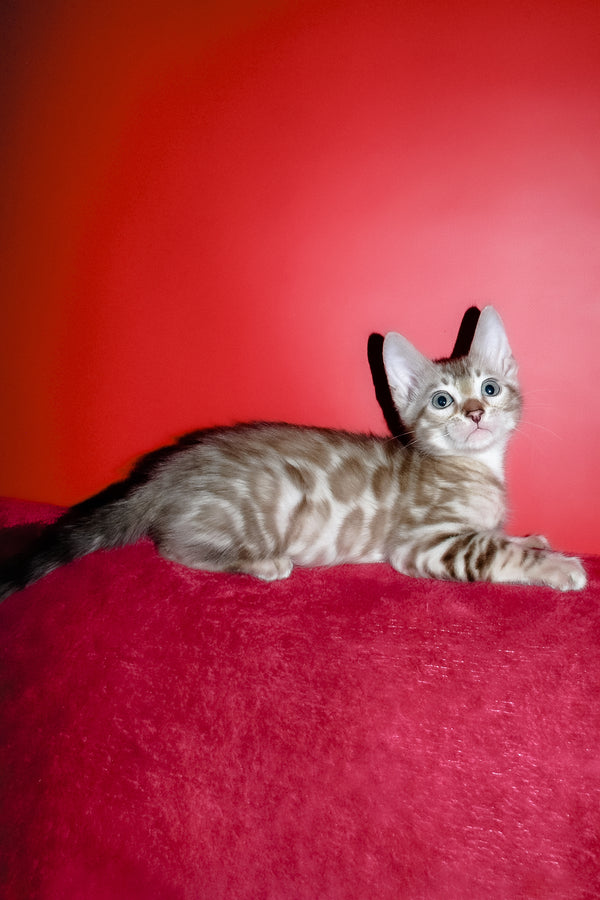 Irbis | Bengal Kitten