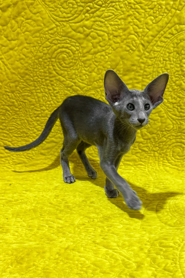 Iriel | Oriental Shorthair Kitten