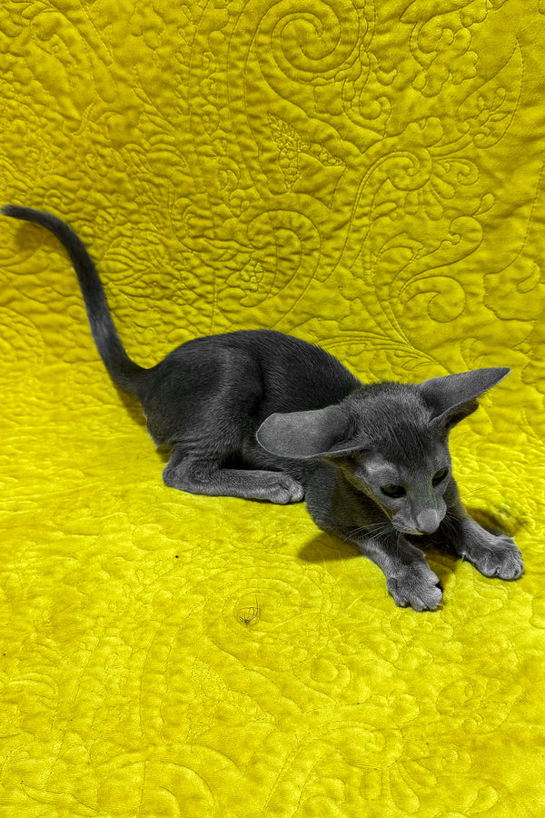 Iriel | Oriental Shorthair Kitten