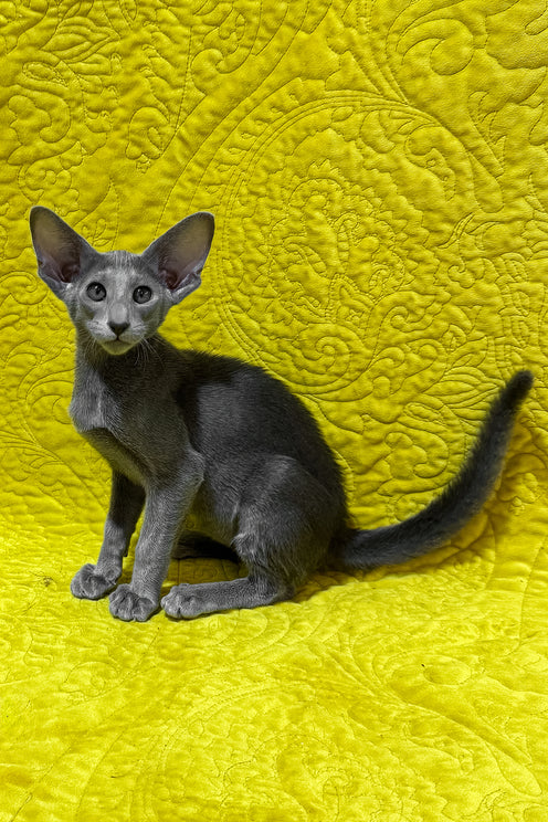 Iriel | Oriental Shorthair Kitten