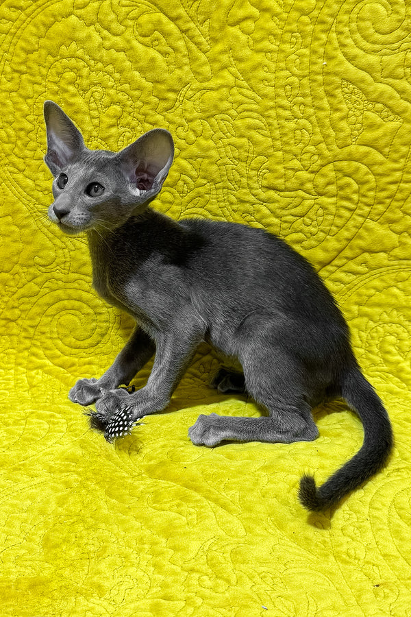Iriel | Oriental Shorthair Kitten