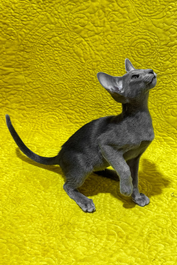 Iriel | Oriental Shorthair Kitten