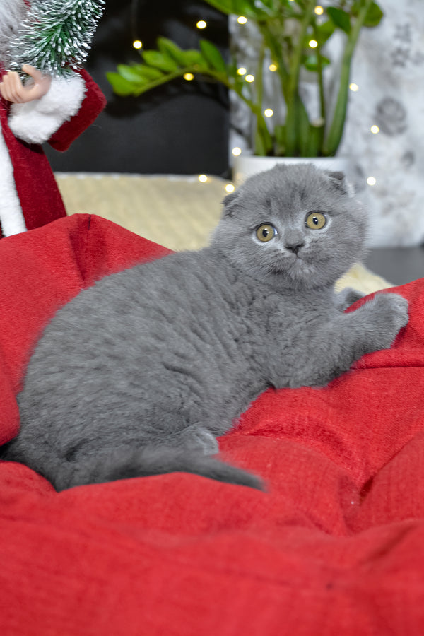 Irishka | Scottish Fold Kitten
