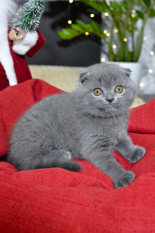 Irishka | Scottish Fold Kitten