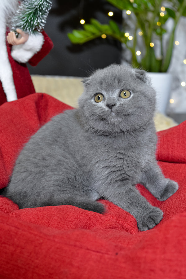 Irishka | Scottish Fold Kitten