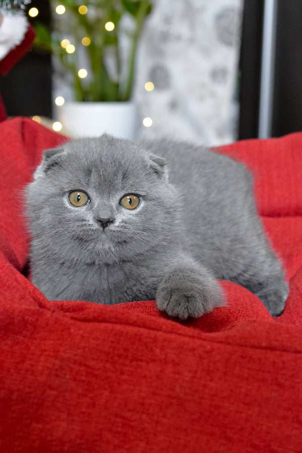 Irishka | Scottish Fold Kitten