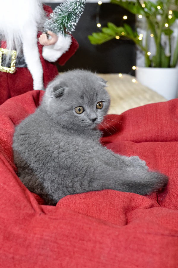 Irishka | Scottish Fold Kitten