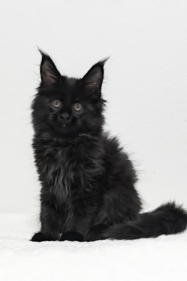 Ivy | Maine Coon Kitten