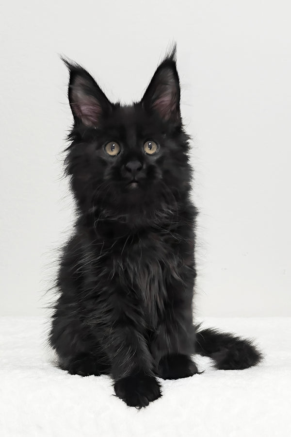Ivy | Maine Coon Kitten