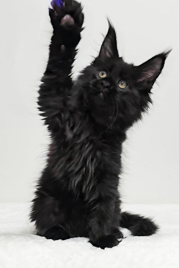 Ivy | Maine Coon Kitten