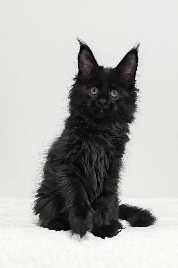 Ivy | Maine Coon Kitten