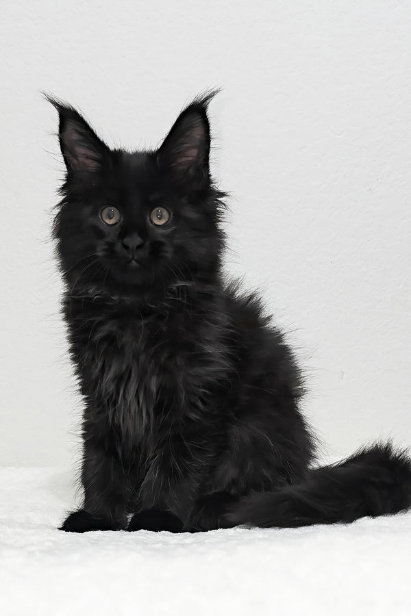 Ivy | Maine Coon Kitten
