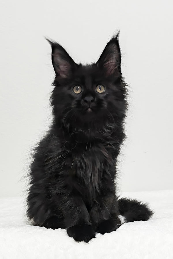 Ivy | Maine Coon Kitten
